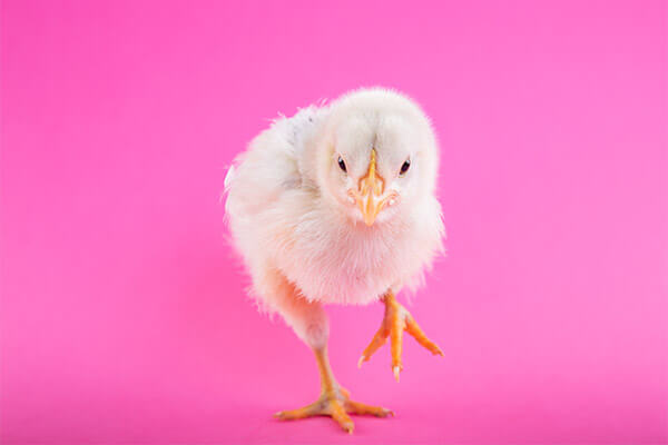 谯楼严氏：名门风度今犹存